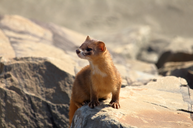 宮崎臨海公園にいたイタチ