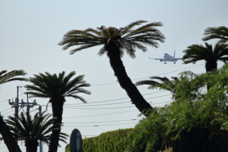 宮崎空港近くを走る有料道路の土手に茂蘇鉄