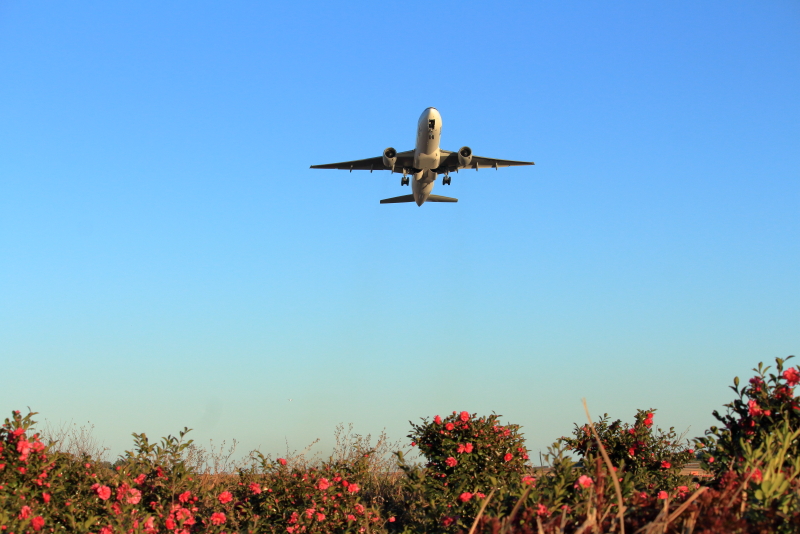 山茶花咲き誇る宮崎空港を離陸するANA B777飛行機