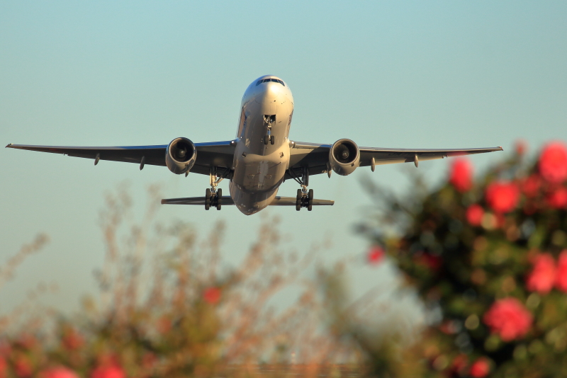 山茶花咲く宮崎空港を離陸するANA-B777飛行機