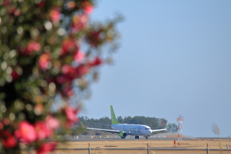 ソラシドエア機と宮崎の山茶花