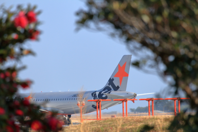 宮崎空港に花咲く山茶花とジェットスター飛行機写真