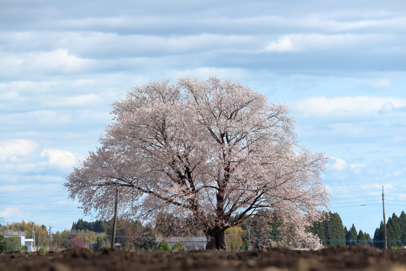 2018年3月22日、宮崎県国富町大坪の一本桜は爆咲き満開