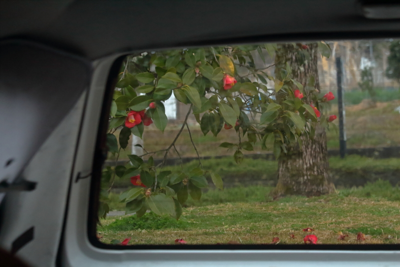 大坪公園の垣根としてさく椿