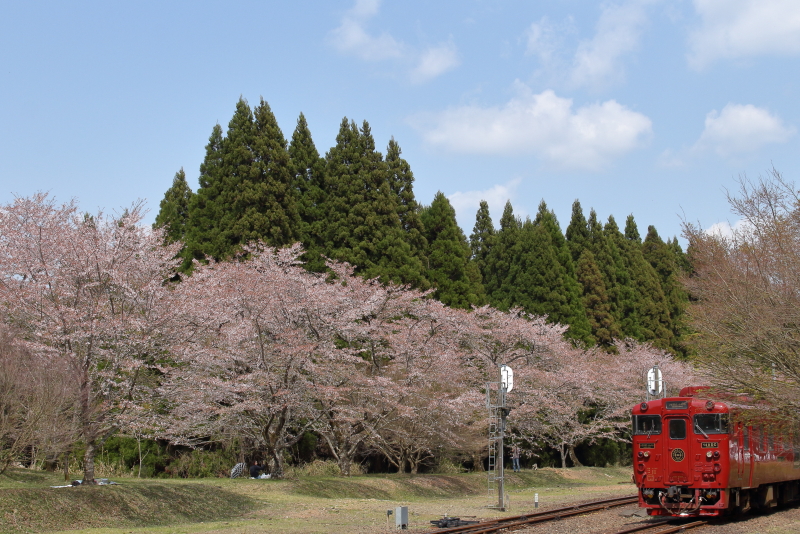 熊本県大畑町、jr大畑駅に咲く桜といさぶろうの写真