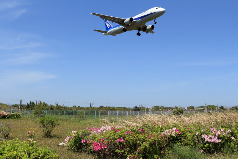 宮崎空港周囲に植栽されているつつじは春を知らせている。上空を飛行するANA飛行機写真
