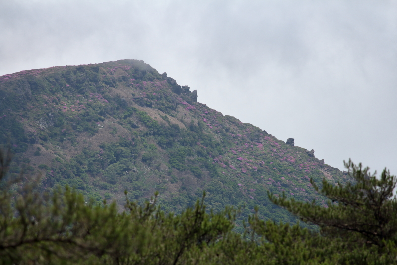 今が時期の韓国岳山頂付近に咲くミヤマキリシマの花たち