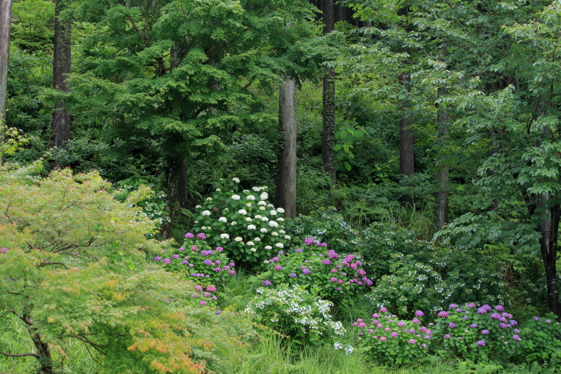 荒平山森林公園に咲くアジサイたちの写真