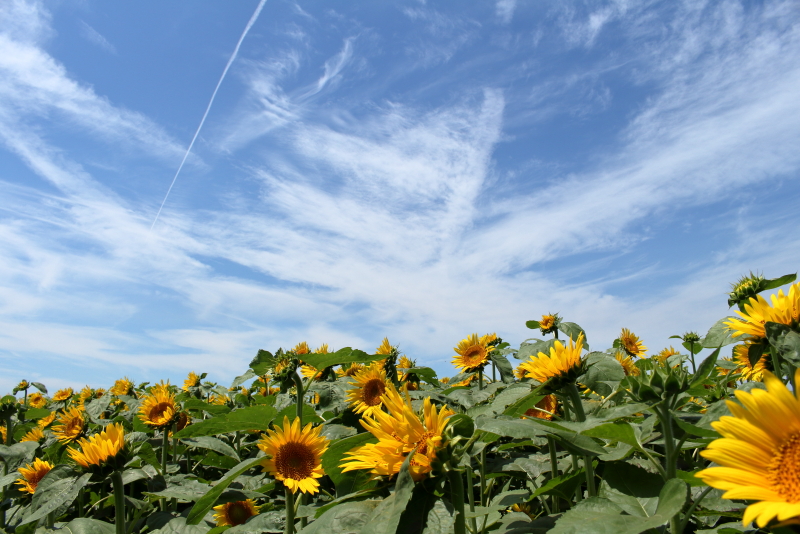 高鍋町きゃべつ畑のひまわりは順調な生育でイベントが楽しみです。