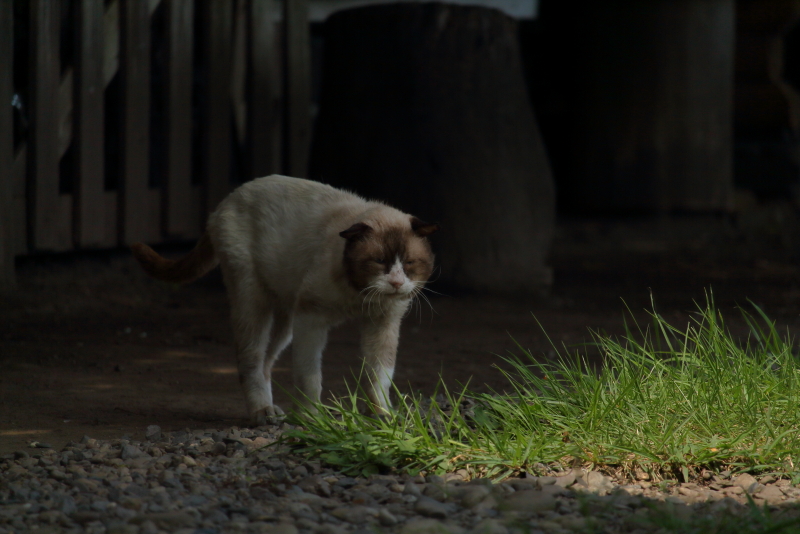 新田原基地南門で出会ったネコ