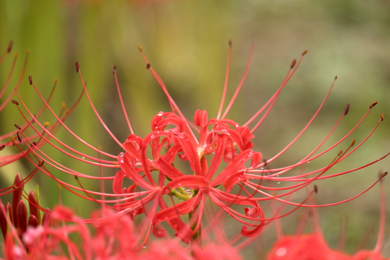 宮崎県三股町畔に咲く彼岸花