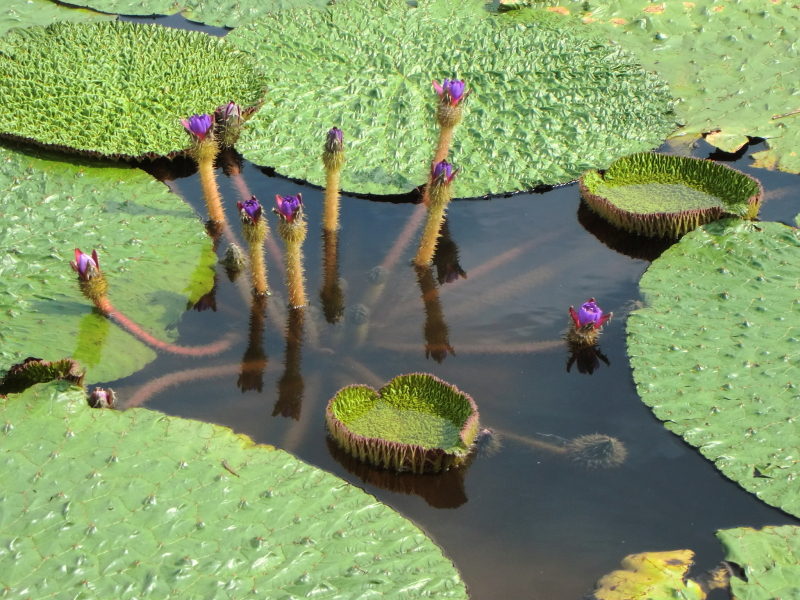 宮崎県木城町の池に自生するオニバスの花