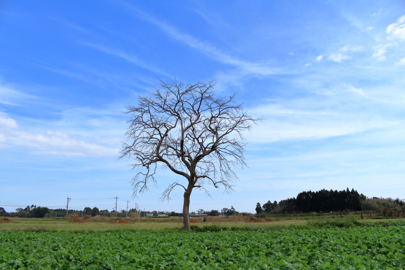 新田原基地南に広がる畑に1本の木がにょきりと目立った。