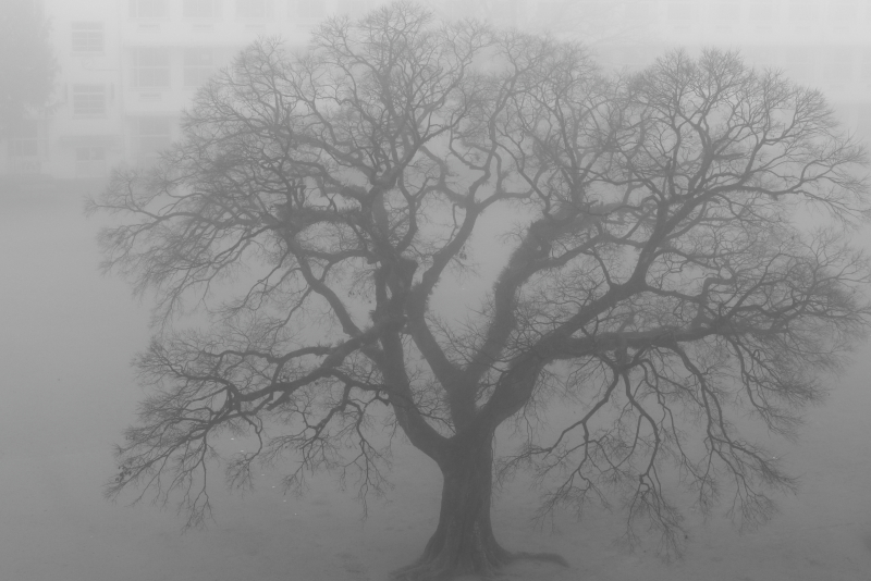 宮崎市内にかかる霧たち