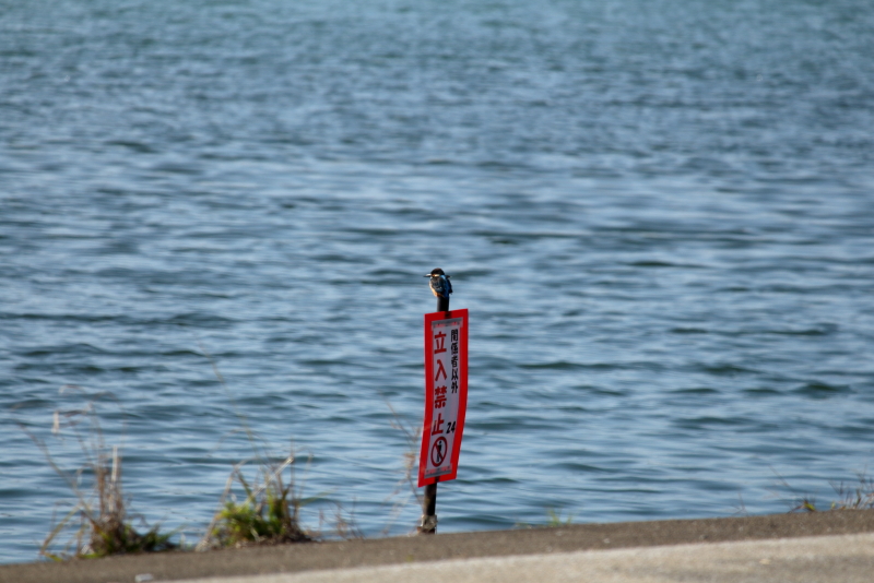 大淀川に生息するカワセミ