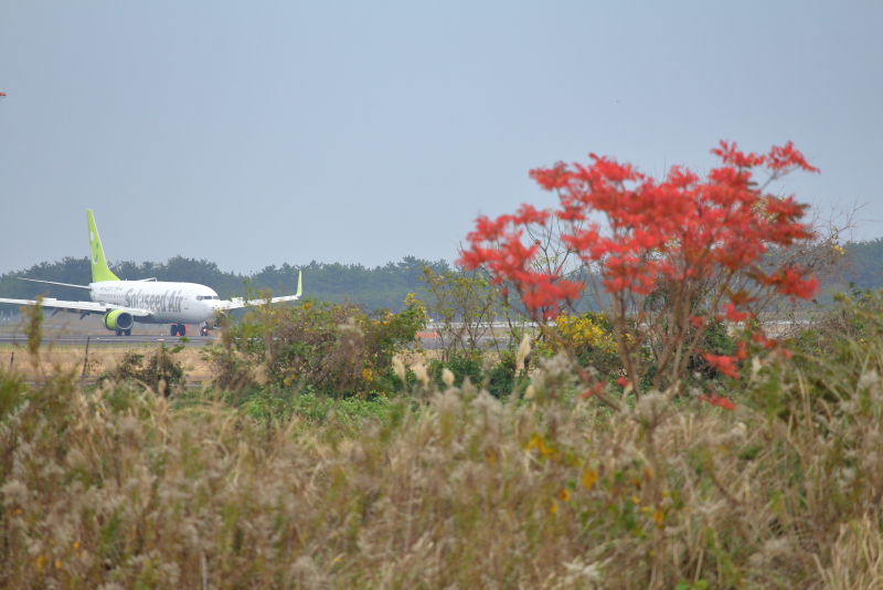 宮崎空港北に咲いている秋のはな