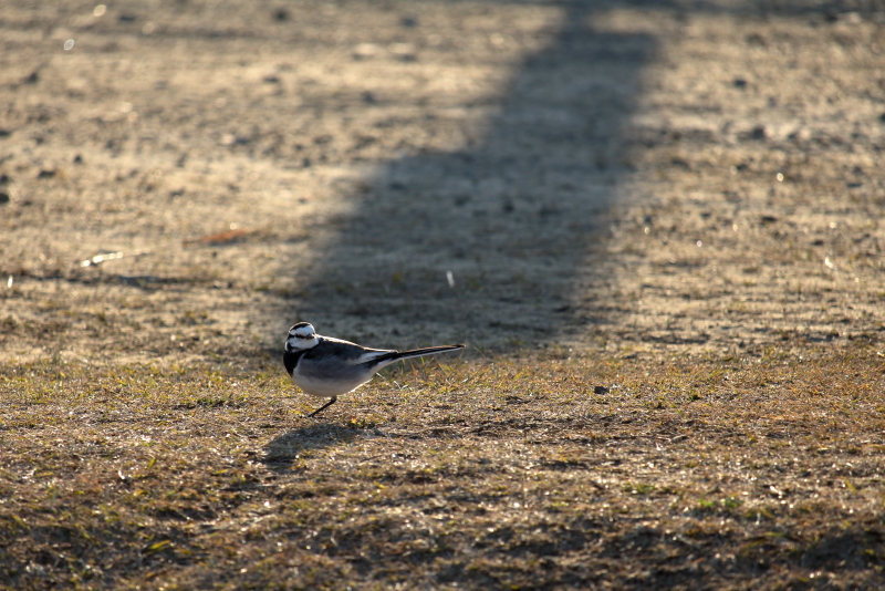 宮崎空港のそばで生息野鳥