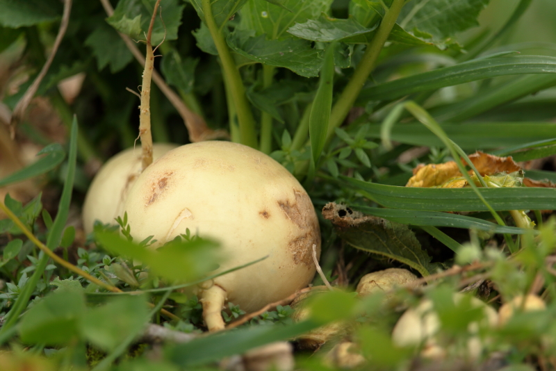 宮崎空港周囲に広がる畑地の片隅に捨てられたカブは人知れず成長していた