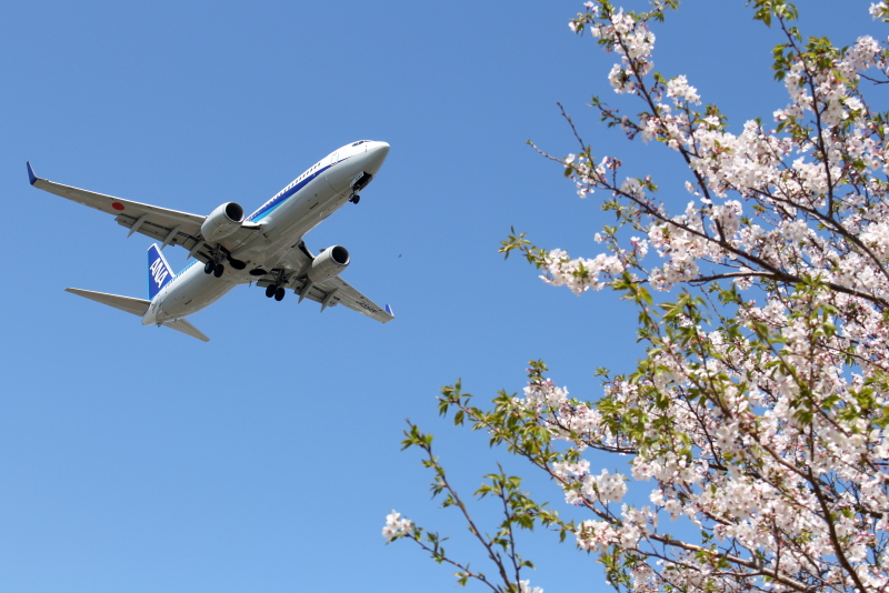 宮崎空港に着陸する飛行機と桜は春