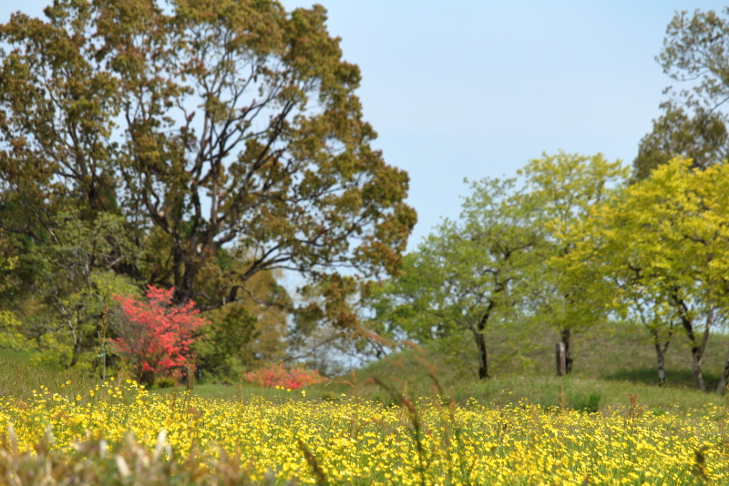 西都原公園に咲くきんぽうげが見ごろ