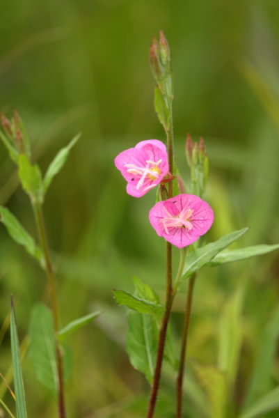 宮崎空港周囲に咲いていた名を知らぬ野花