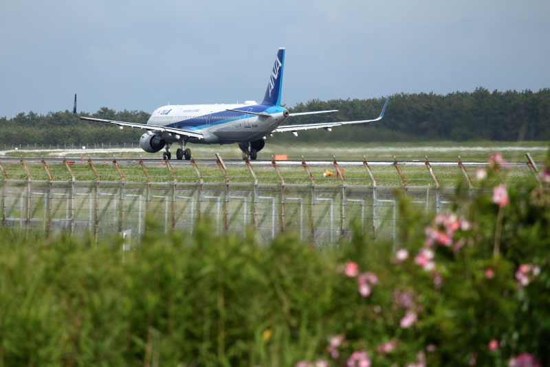 宮崎空港側に咲いた野ばらとエアバスA321飛行機
