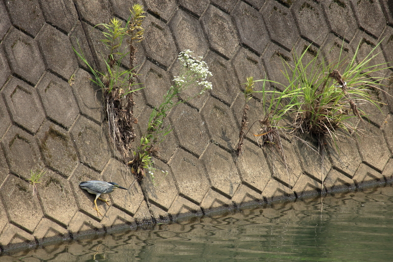 宮崎空港そばを流れる山内川にやって来たサギ