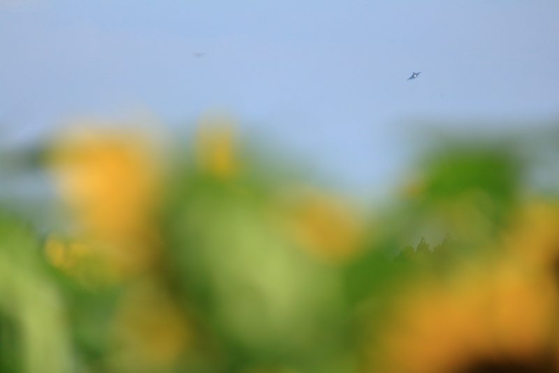 西都原公園に咲くひまわりと新田原基地所属のｆ15戦闘機のコラボ