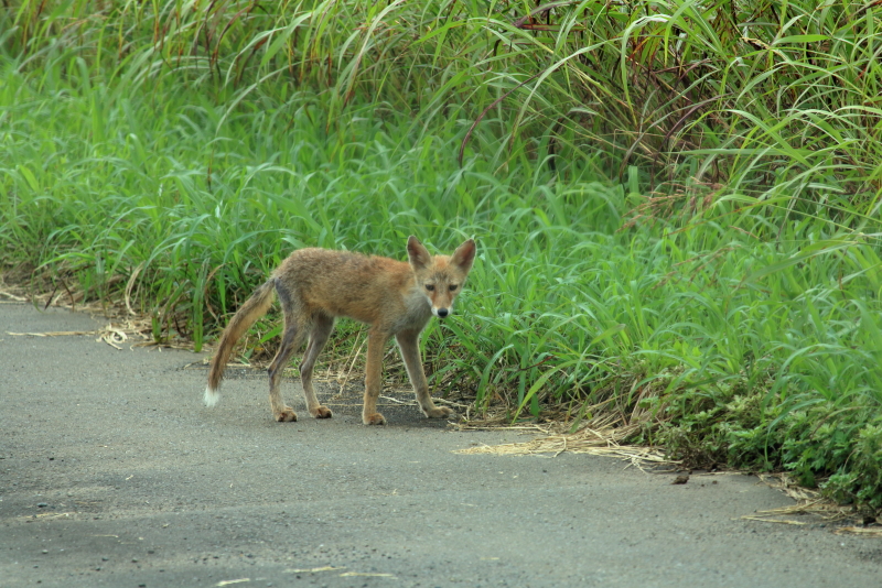 宮崎県新富町新田原基地の南に広がる畑で生きるキツネ。戦闘機訓練がないときにはパトロールでもしているのだろう