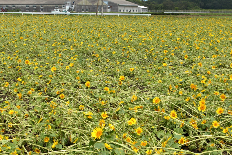 宮崎県高鍋町染が岡のひまわり祭りが行われます。