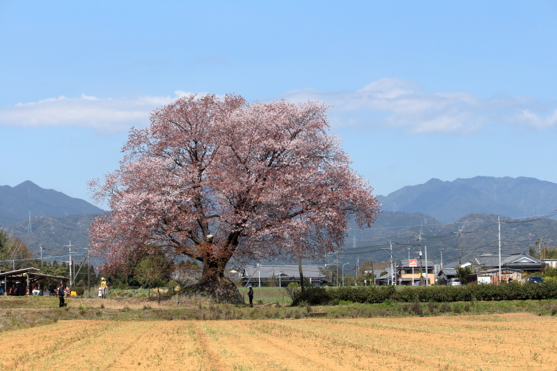国富町の台地にに咲く大坪の1本桜、今日が絶好調の花付きだ