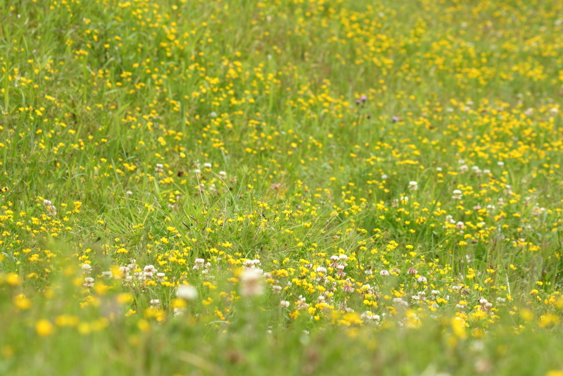 宮崎空港や新田原基地周囲に咲く野花たちが今見ごろ