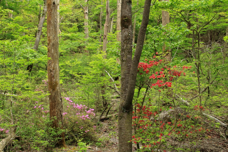 鹿ヶ原に行く途中にもミヤマキリシマを楽しめる